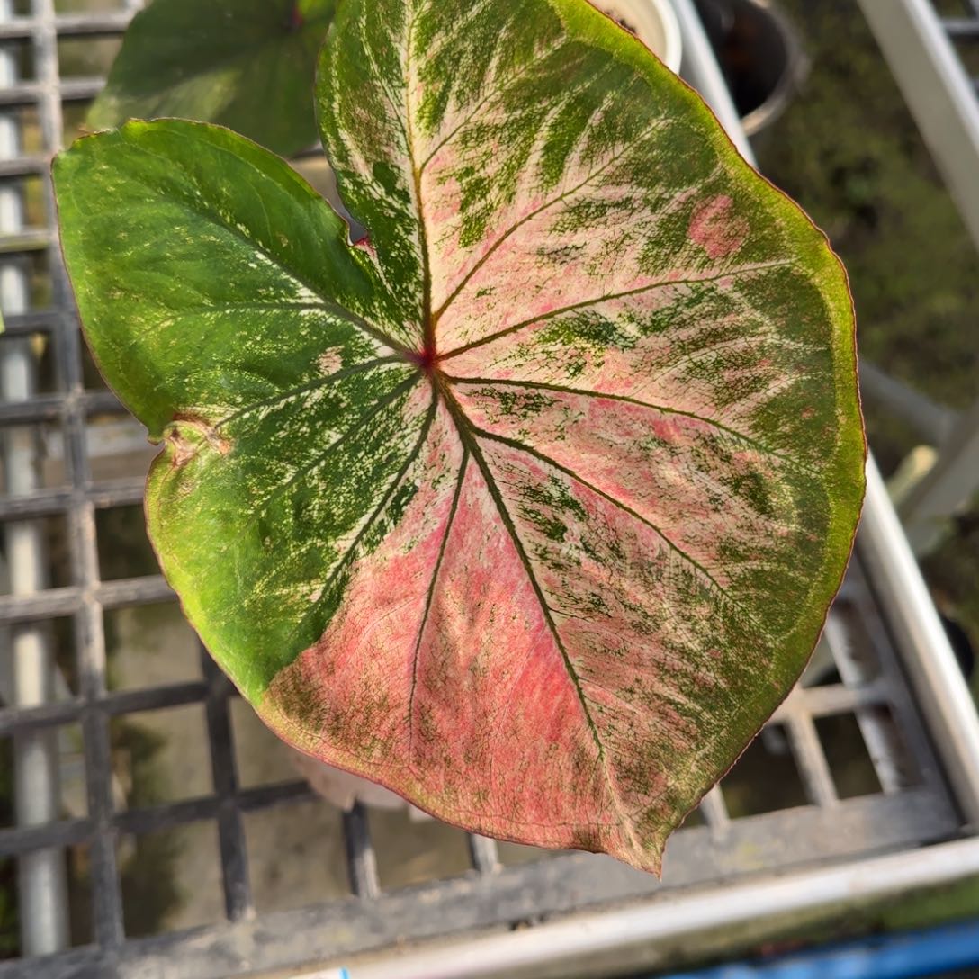 完全开放01海莫不包叶损不包球