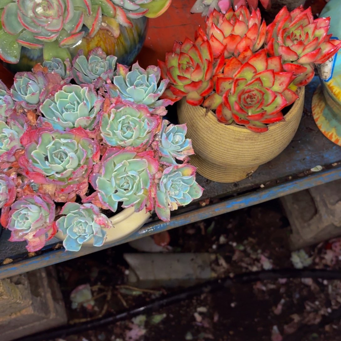 光***狂老桩精品肉肉海啸和红酒