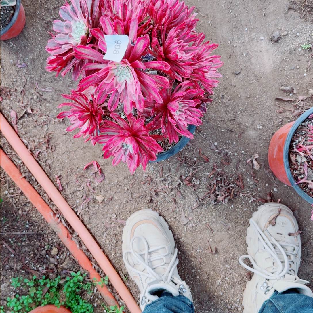 仙墨法师多肉866