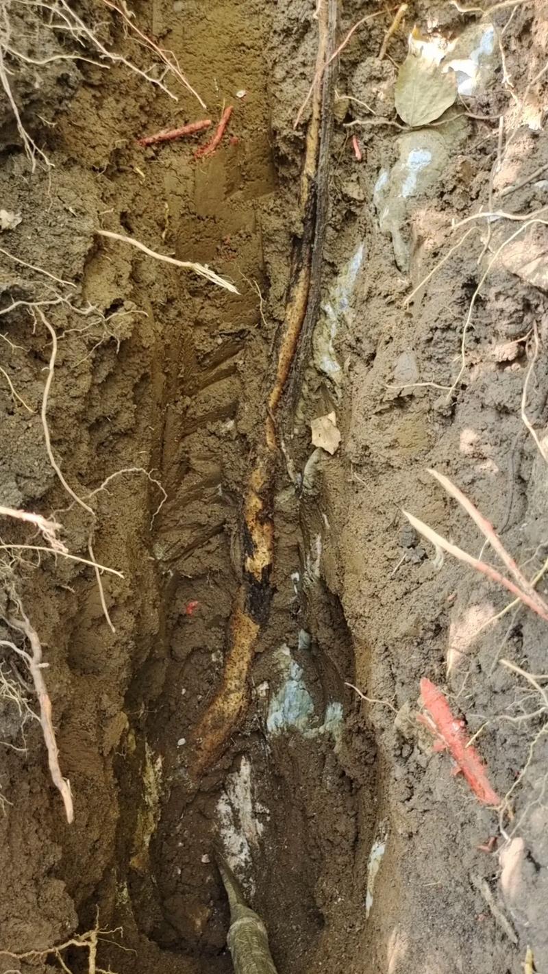 深山野生风玲铁棍山药