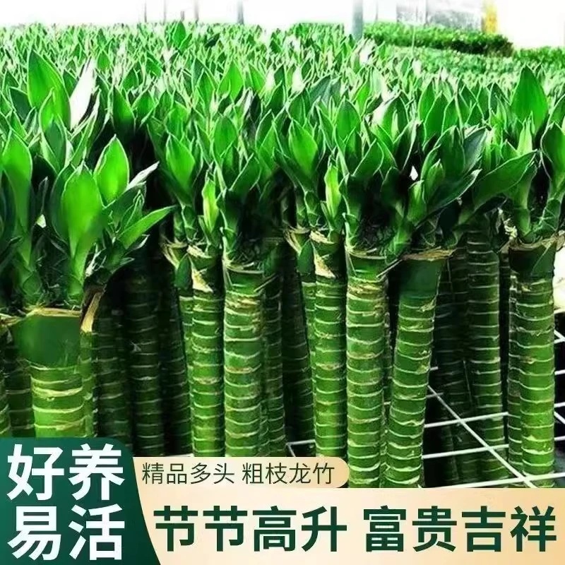 文昌竹龙竹4支带根水养节节高转运富贵竹水培植物桌面客厅摆件
