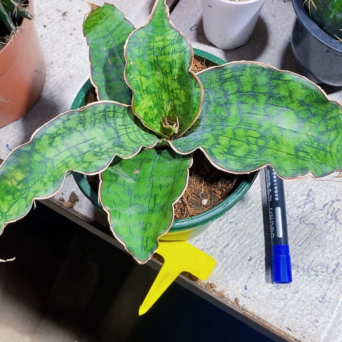 无花朵龙字1111111111111111个