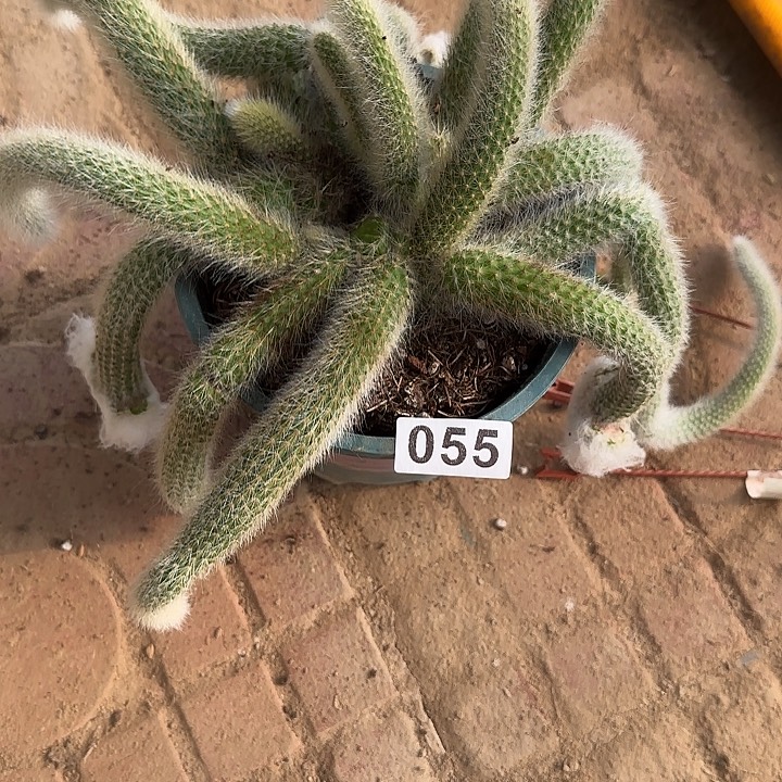 x***o无花朵嫁接老乐缀055