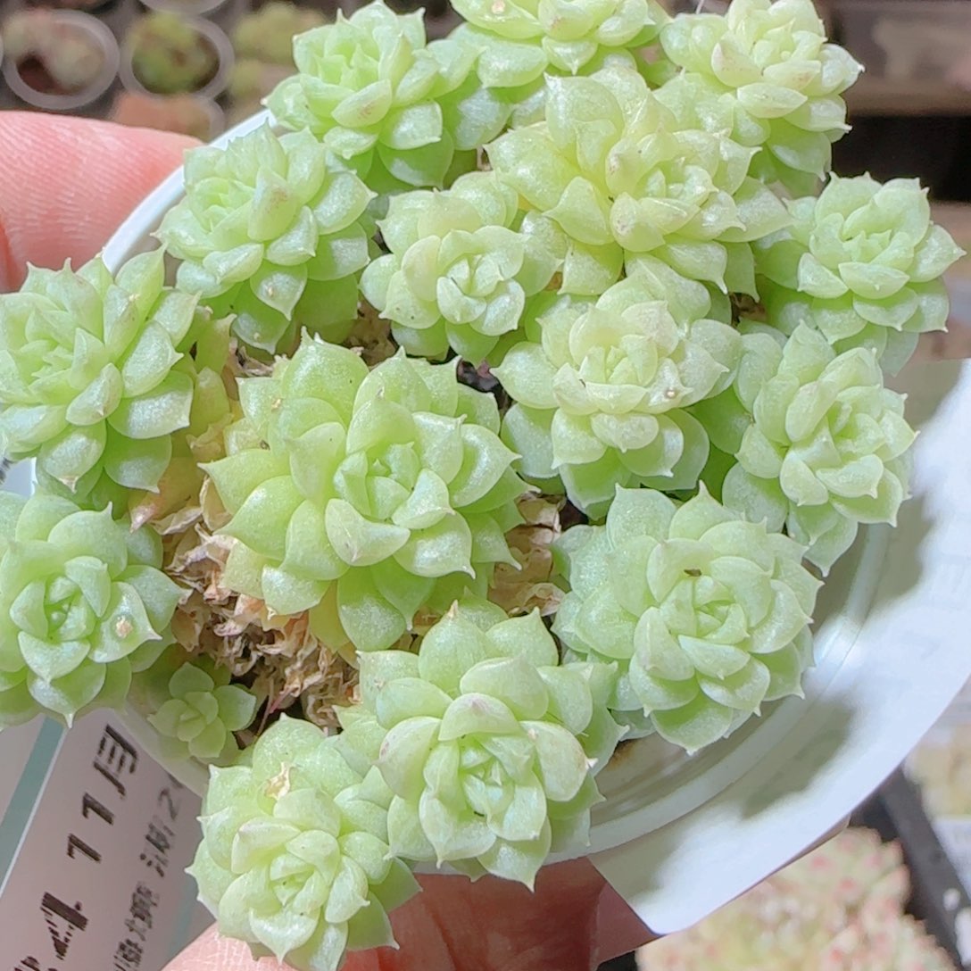 花语逸镜1116-229散