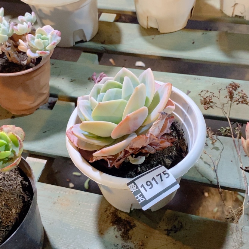 【闪购商品】云*晚多肉奶茶19175