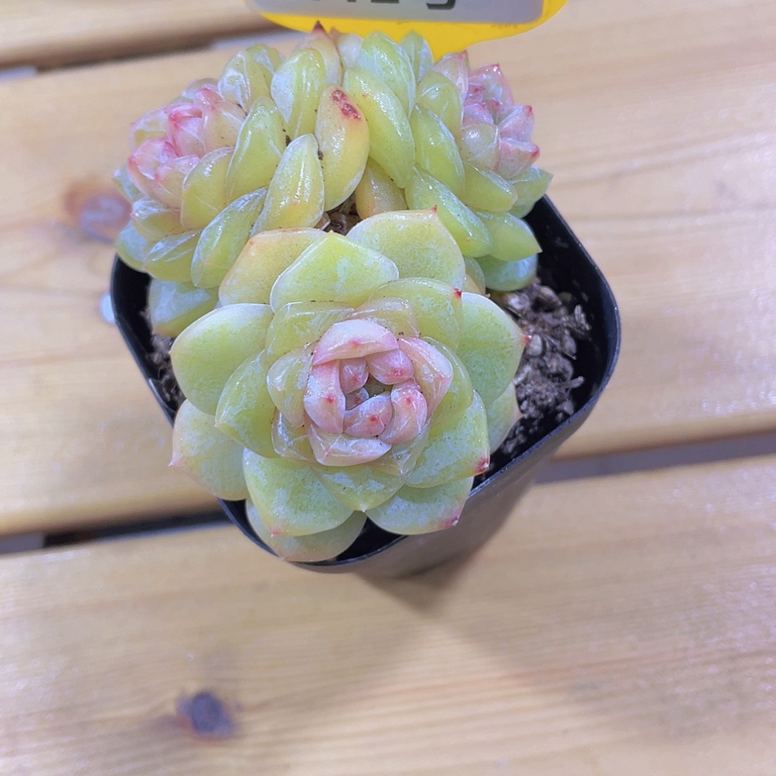 112号 珍妮糖心多头群