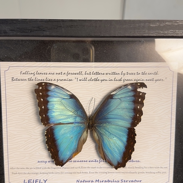 397蝴蝶蝴蝶蝴蝶蝴蝶