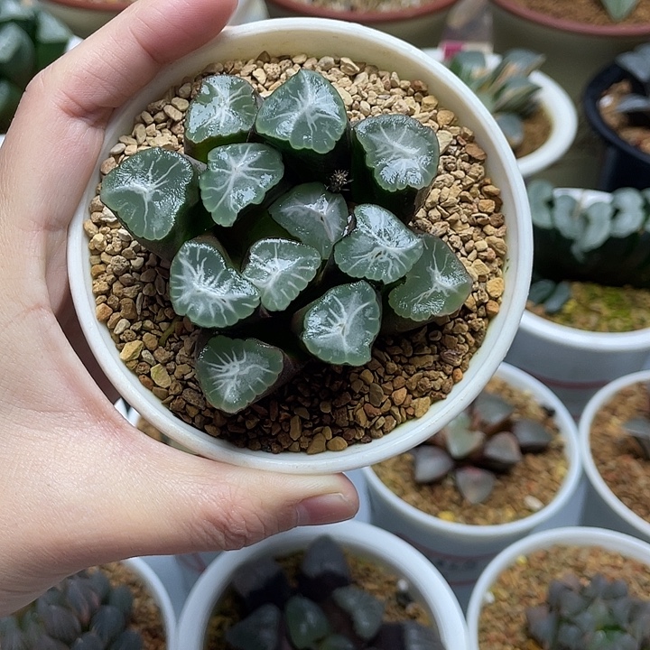 13  山之翠万象亚成株十二卷多肉