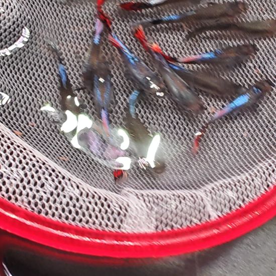 孔雀鱼大耳朵马赛克2.5/3   4只包邮