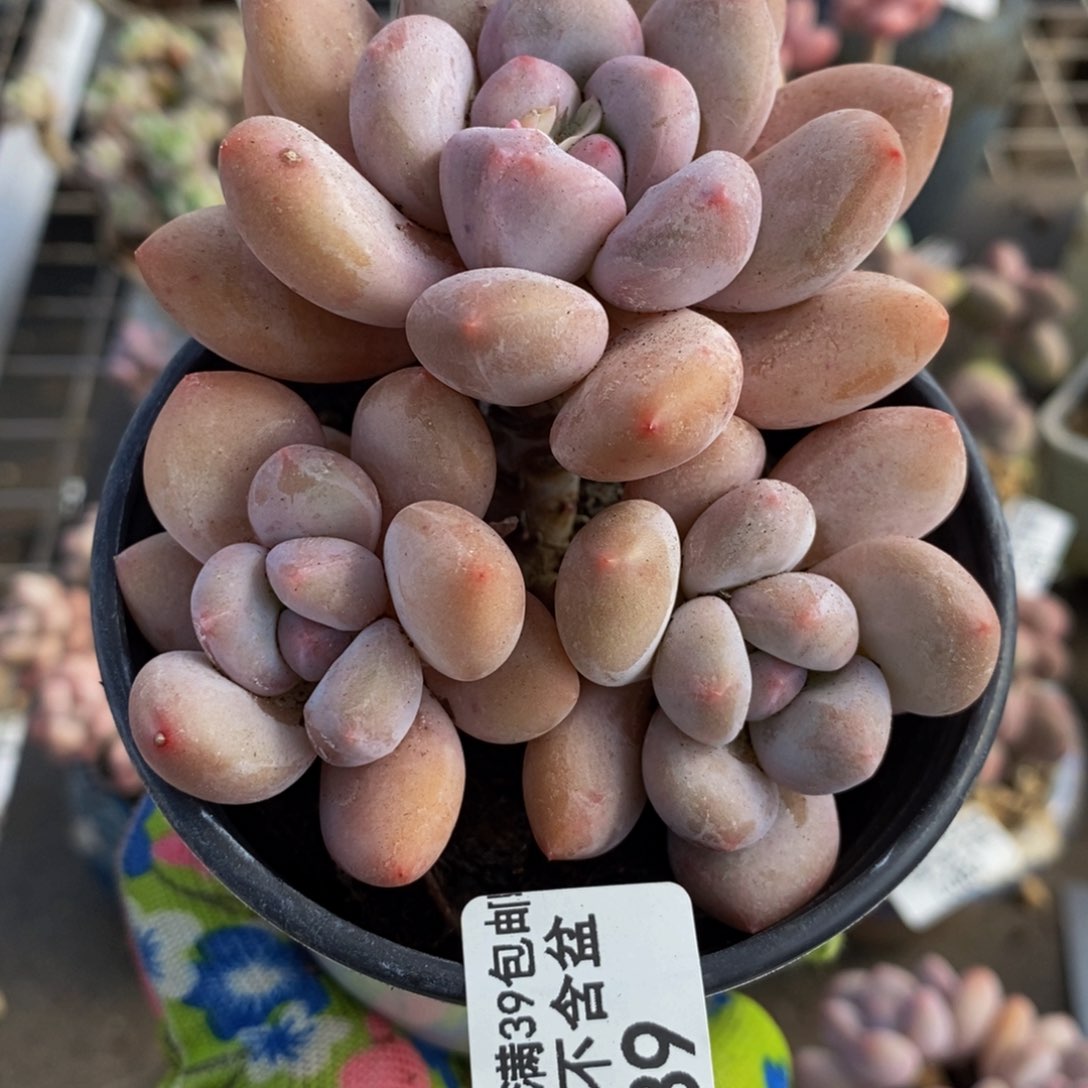 香水奶089/8cm多肉