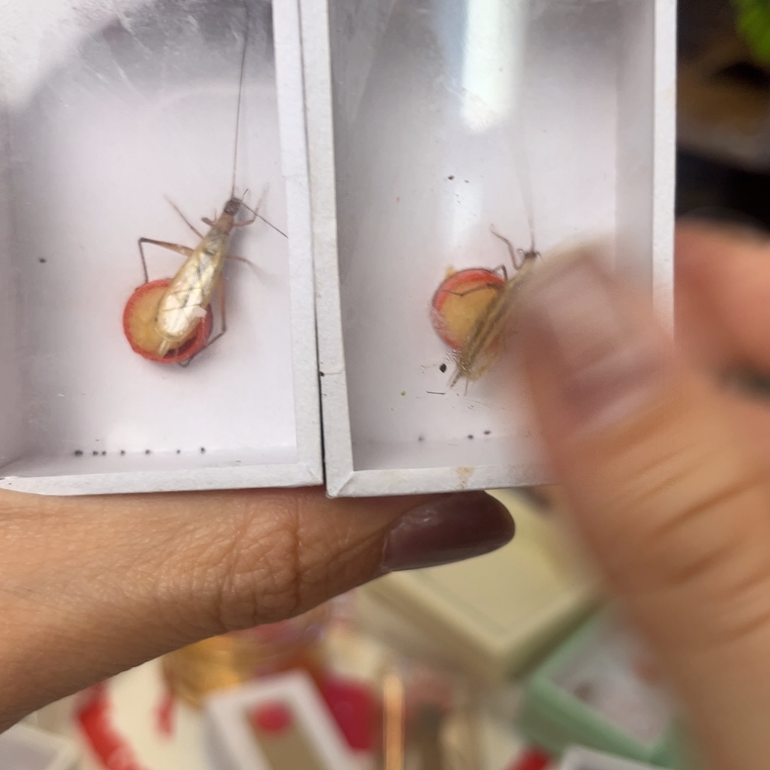 北***子红竹2只拍拍拍拍拍