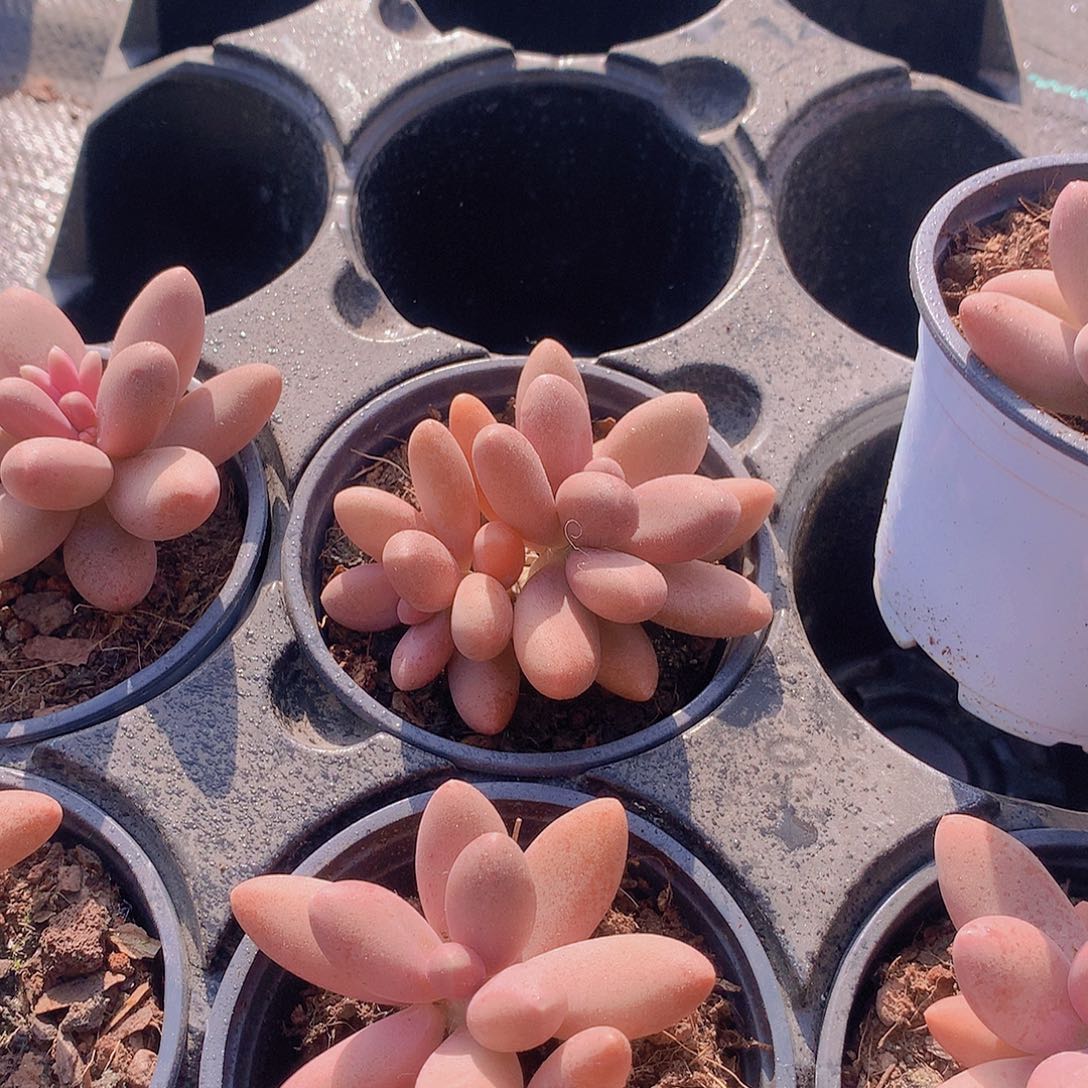 糖果美人2346788900000