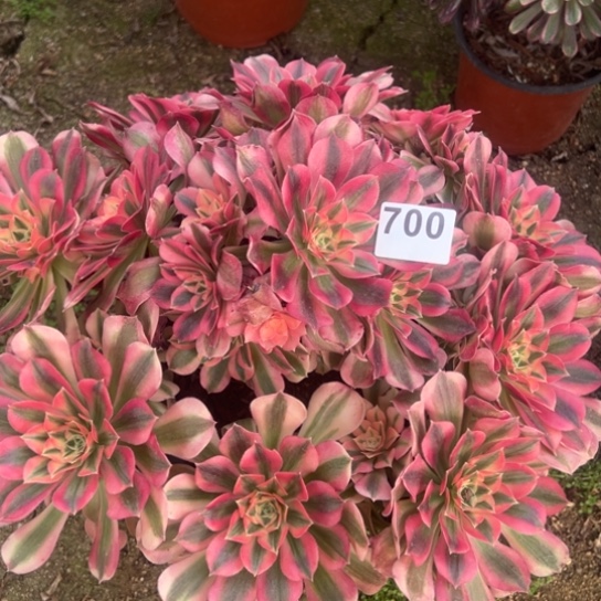 700女巫多肉植物花花