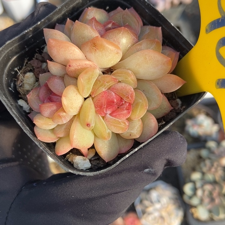 901琴心多肉植物保护