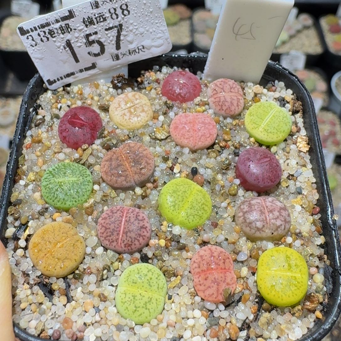 Ssss精品生石花157福利