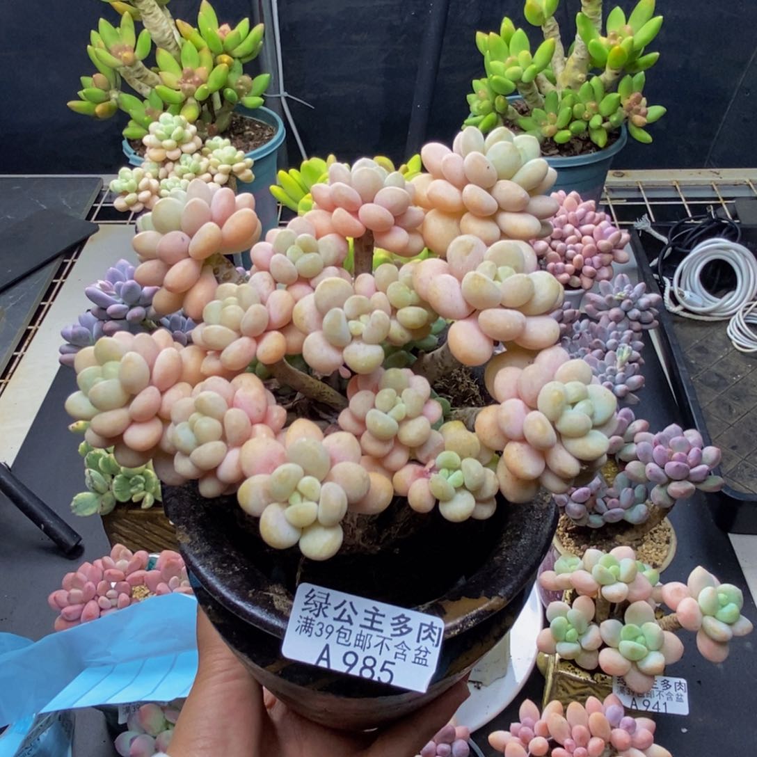 爱*丽985洛可可多肉10c m