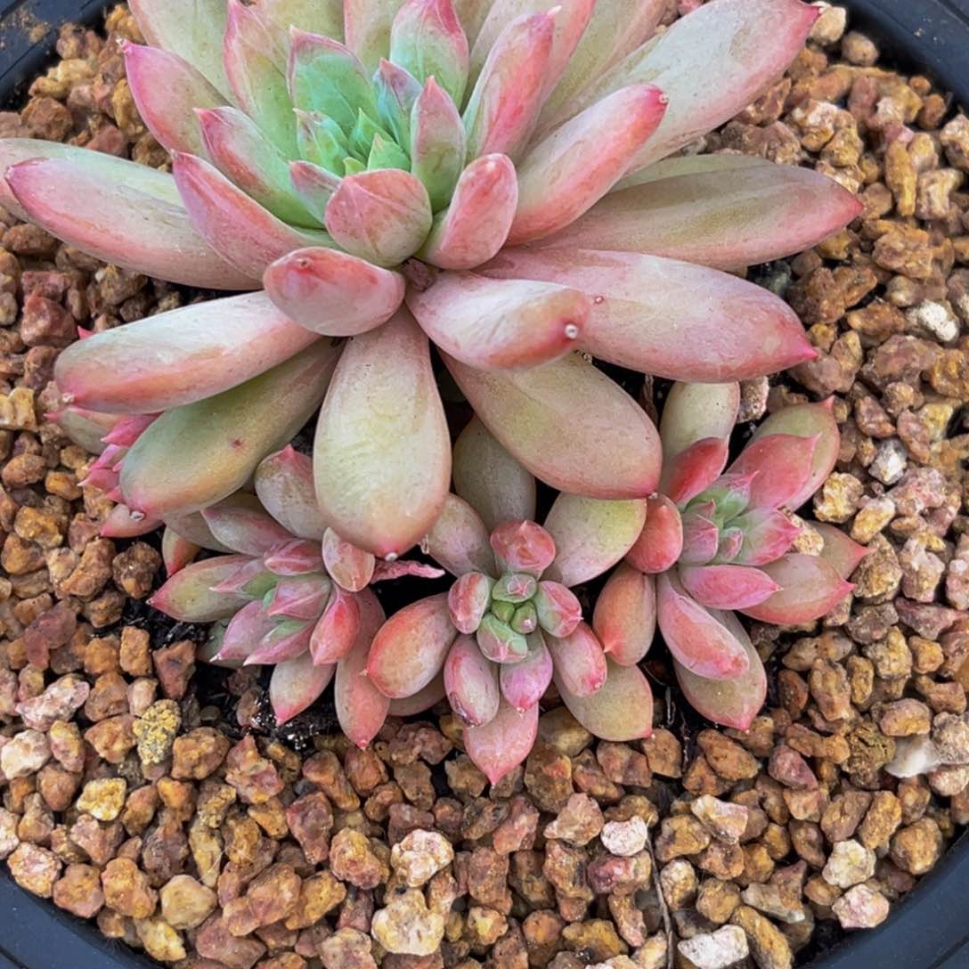 3513下午多肉植物群生