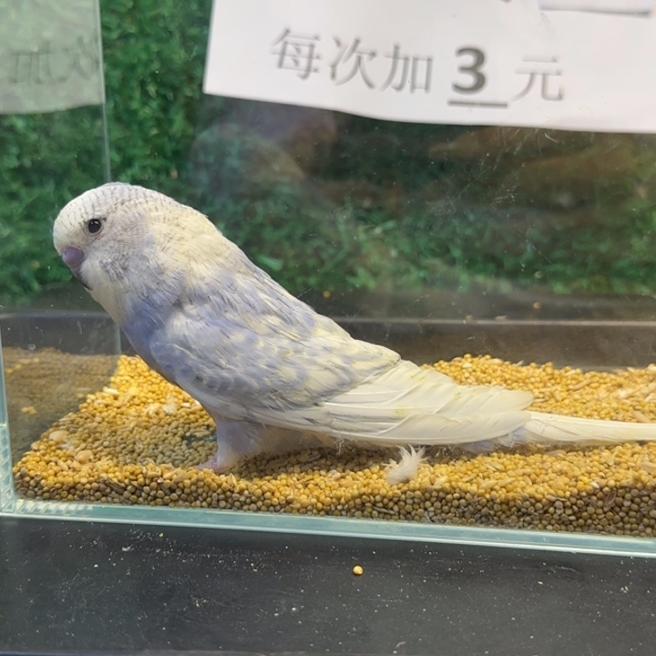 虎皮鹦鹉大头虎皮鹦鹉