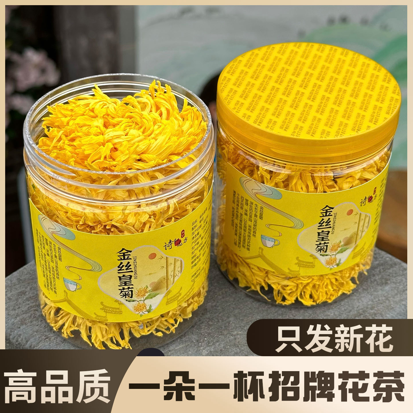 【大花】正宗黄山金丝皇菊高山养生熬夜茶一朵一杯搭配枸杞泡水喝