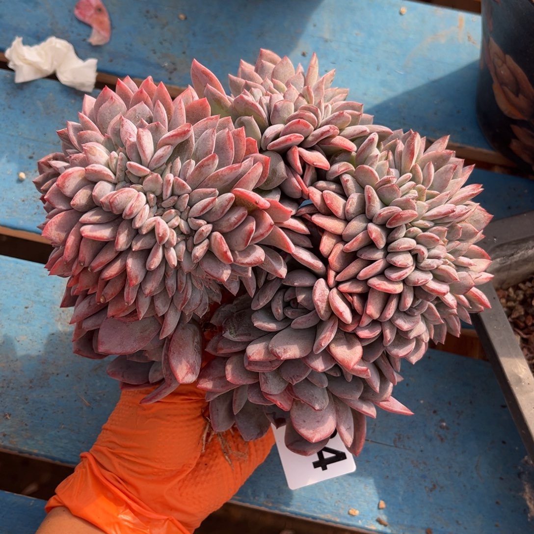 奶***糕434号新疆西藏内蒙古不包邮