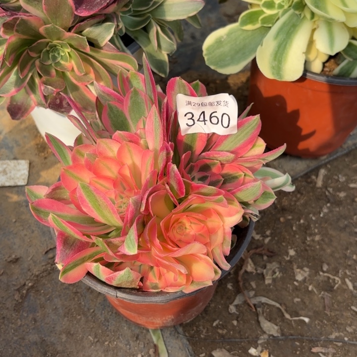 粉女巫多肉法师3460