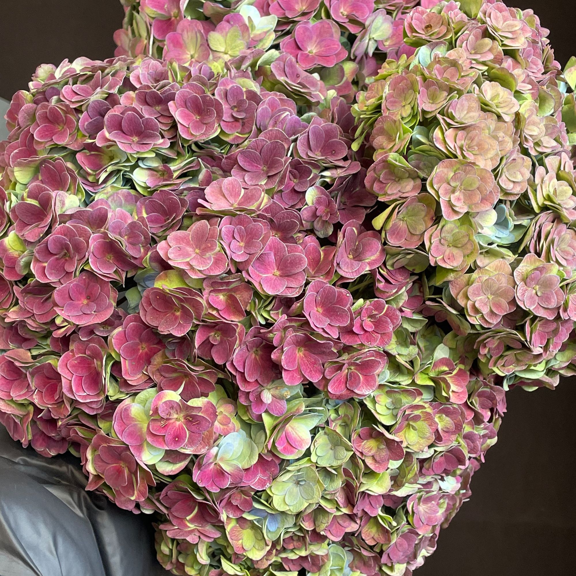 秋红绣球1支可做干花