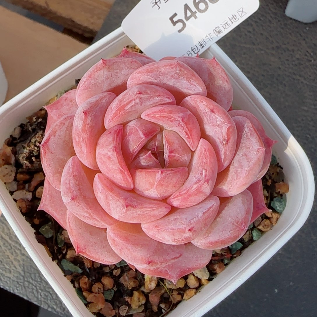 新年福利，5466多肉