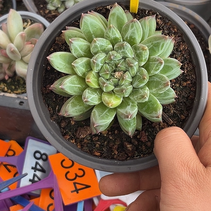 多肉植物雪花美人961