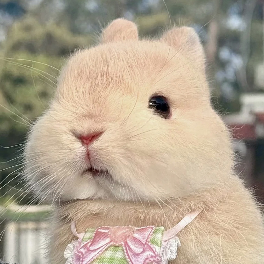「超萌好物」【小体型】宠物活物侏儒兔子活体长不大儿童宠物垂耳兔