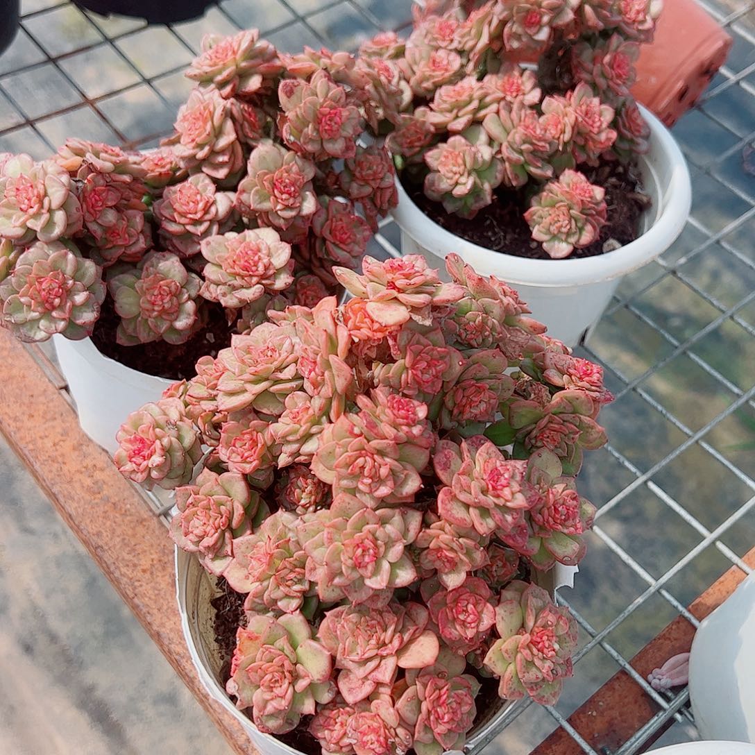 黄金蜡牡丹多头群生老桩