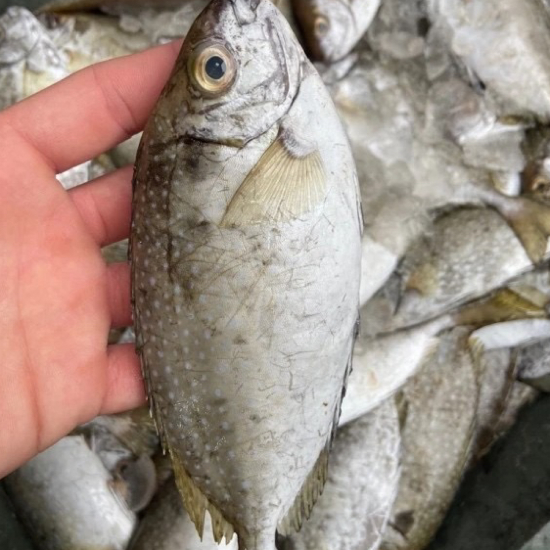 广东阳江海捕泥猛鱼 鬼婆 （帮杀）