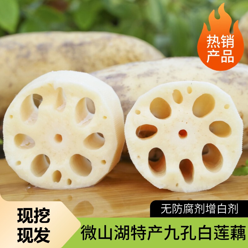 【新藕上市】微山湖九孔白莲藕现挖现发莲藕现挖现发真空包装发货
