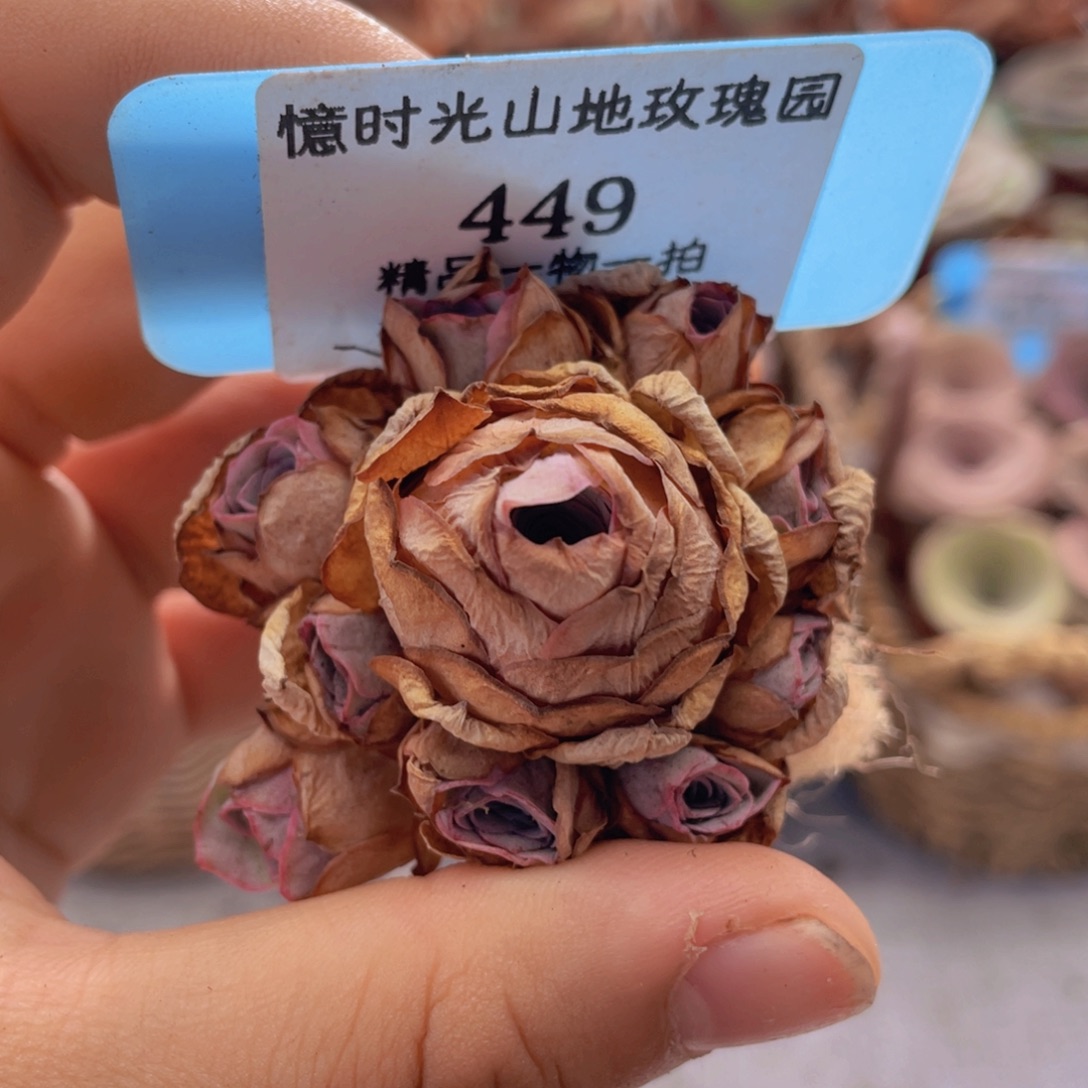山地玫瑰449裸根发货不售后