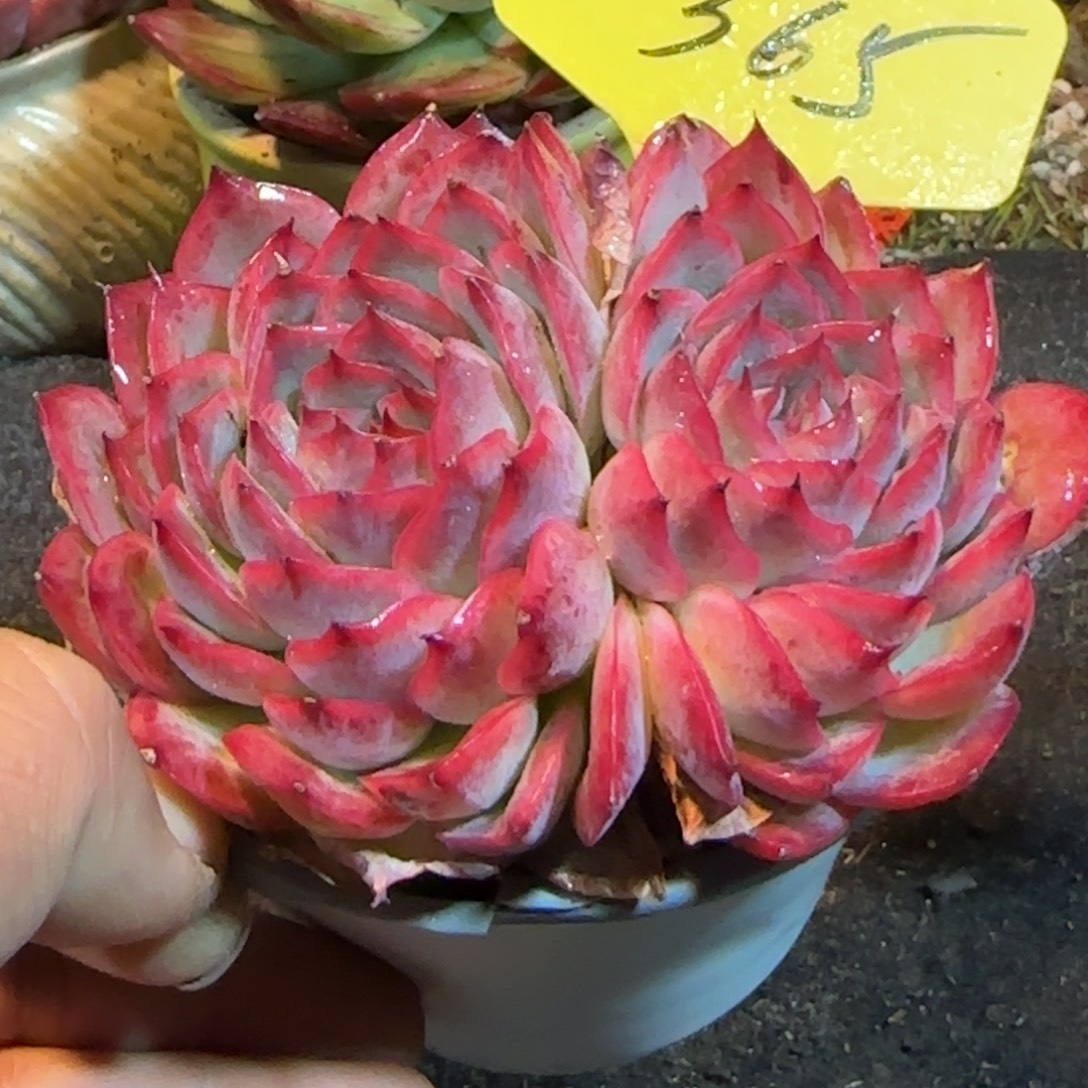 小***镖侧影一物一拍包装收缩花旱365