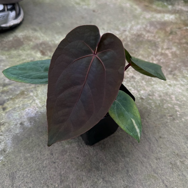 奥黛丽花烛 花烛热植盆栽