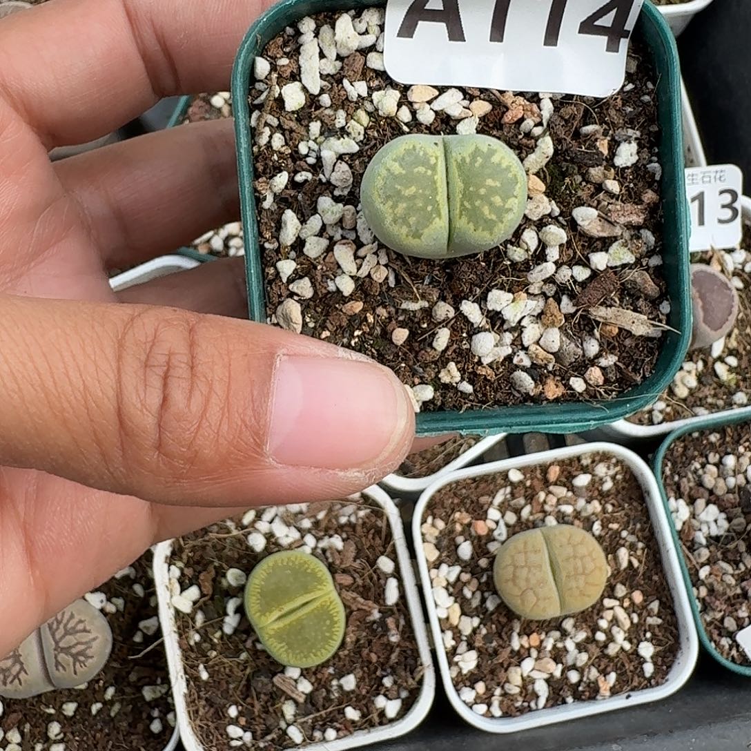 114多肉植物多肉植物