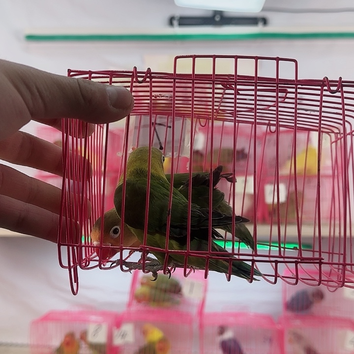 花***花虎皮鹦鹉一物一拍