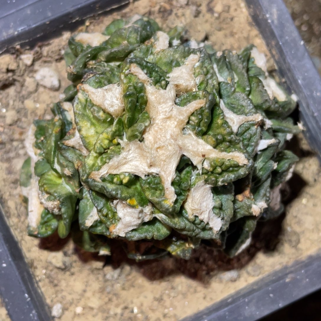 无花朵龟甲牡丹锦群体