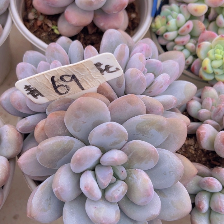 健健康康平平安安