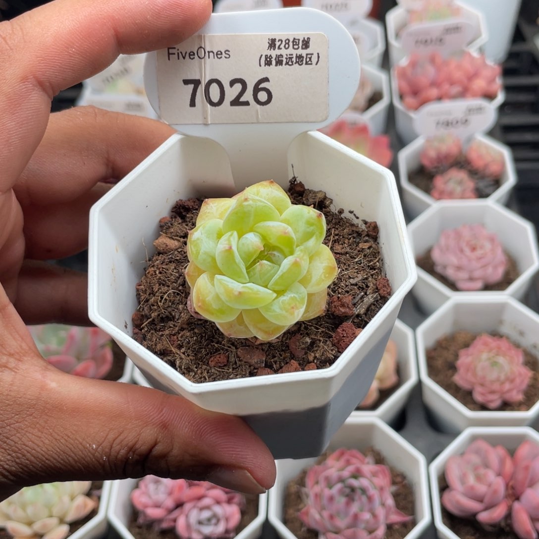 7026冰葡萄3.0厘米