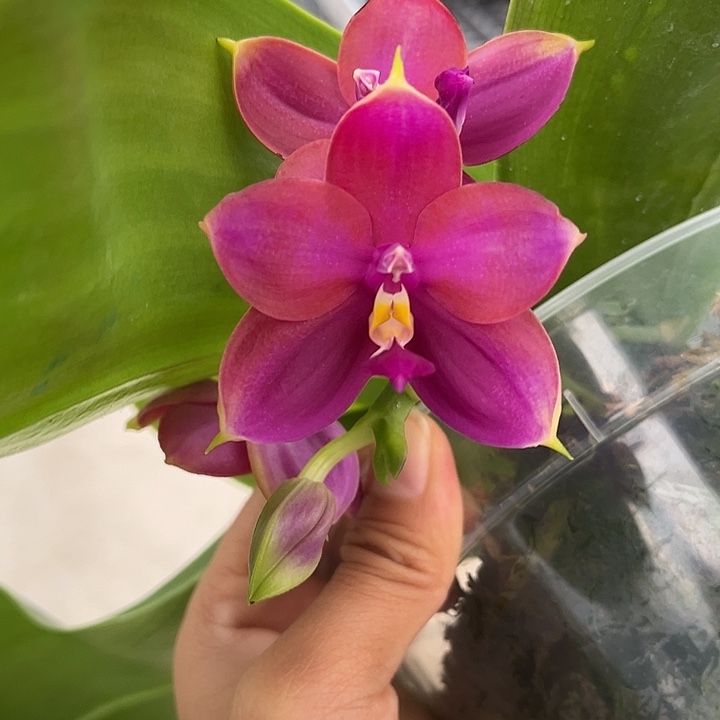 完全开放5寸杯林登熊后交贝