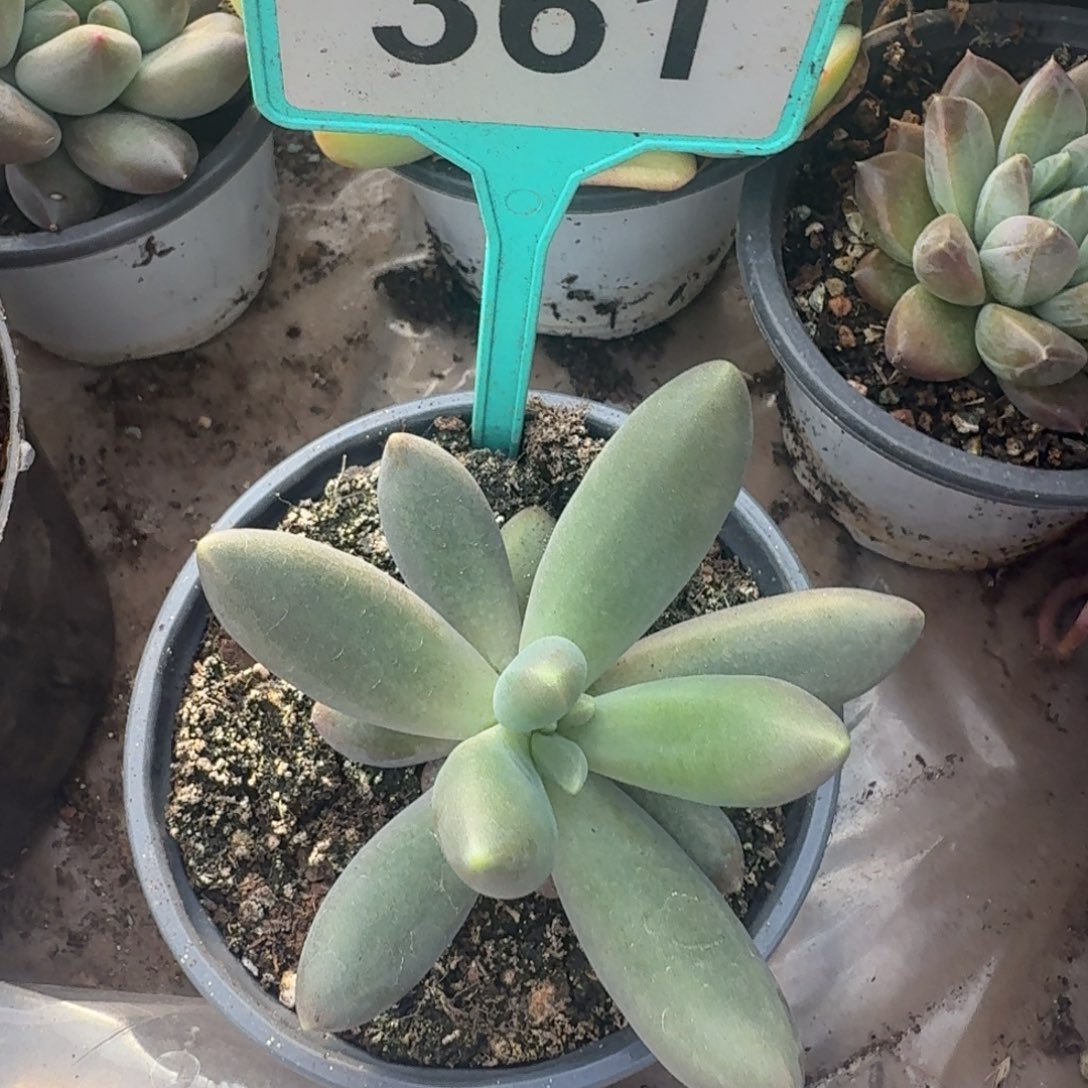 多肉植物单头烟化361