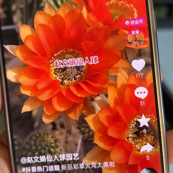 仙人球侧芽歪火鸟