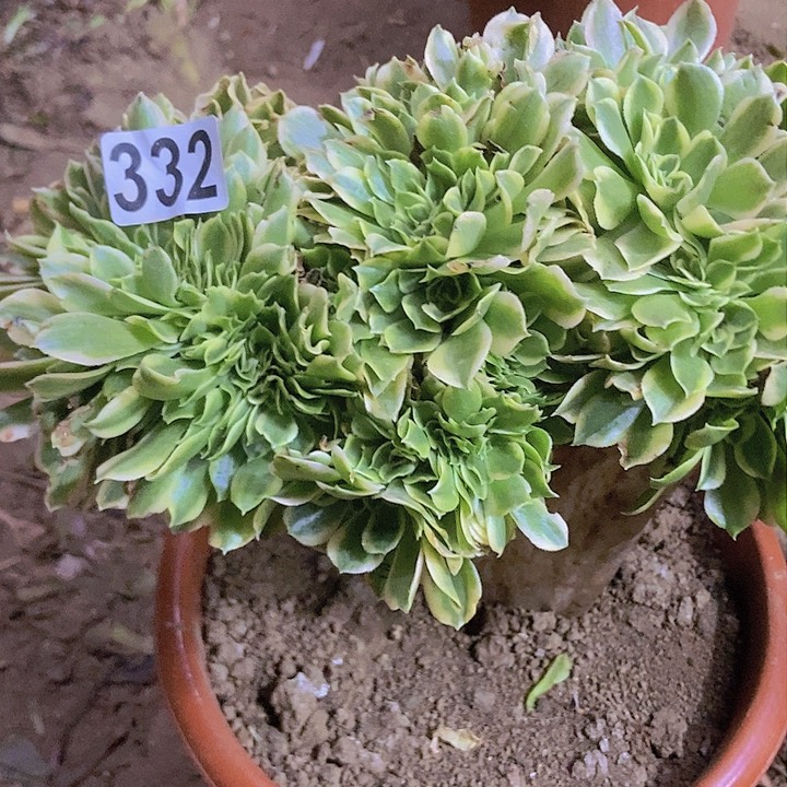 默332颜宁老庄缀化老板子法师