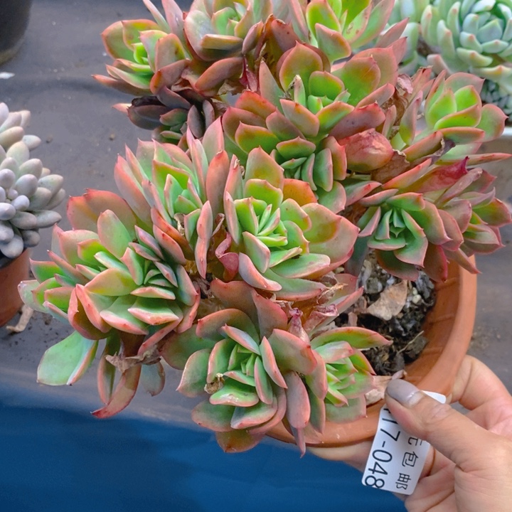 夏悦多肉0417-48绮罗