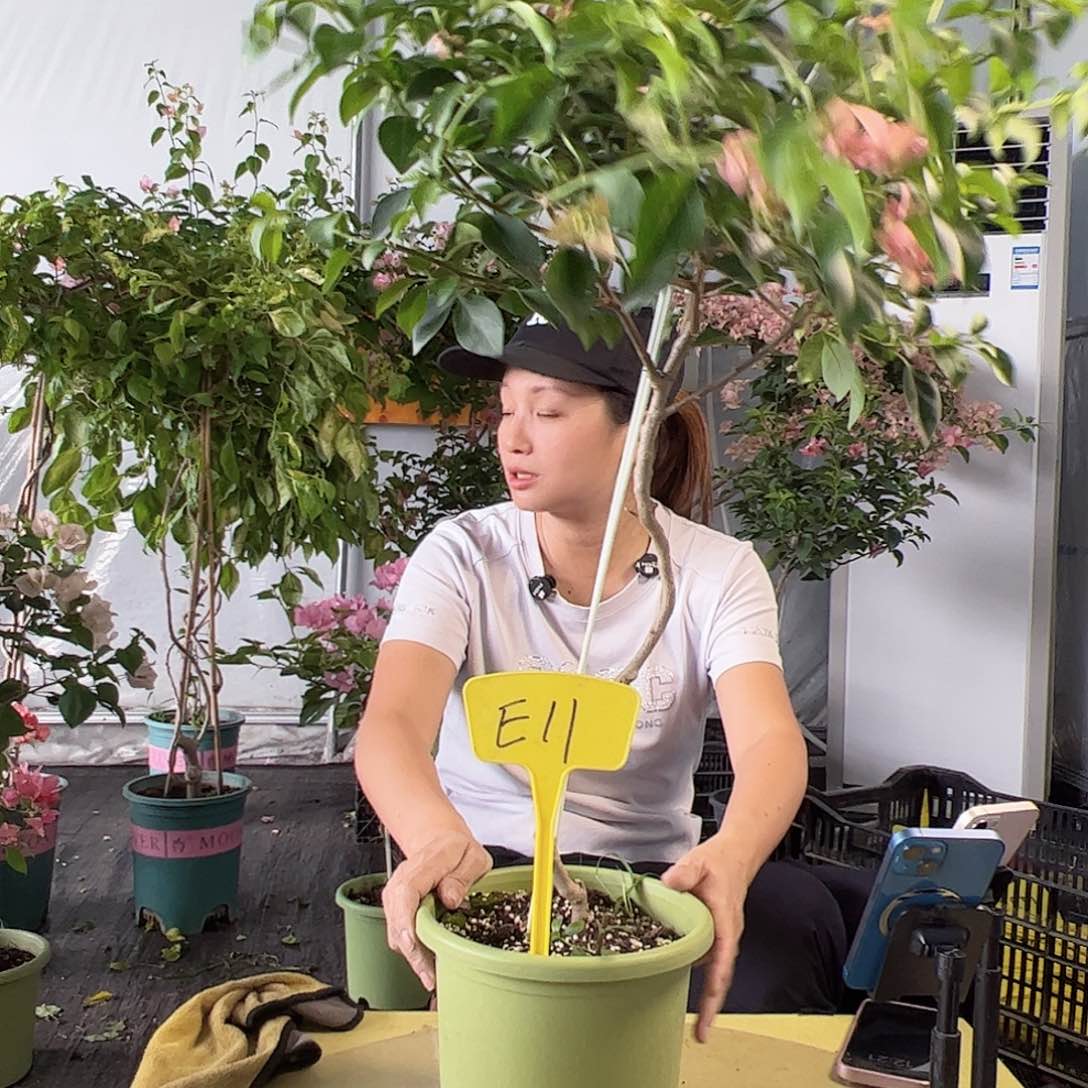 呆***熊E11卡雅塔棒棒糖