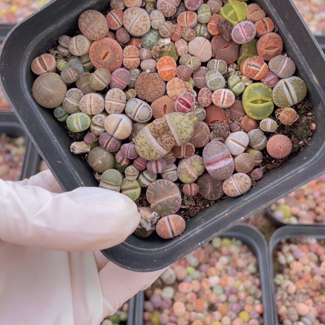 一盒彩切888888888