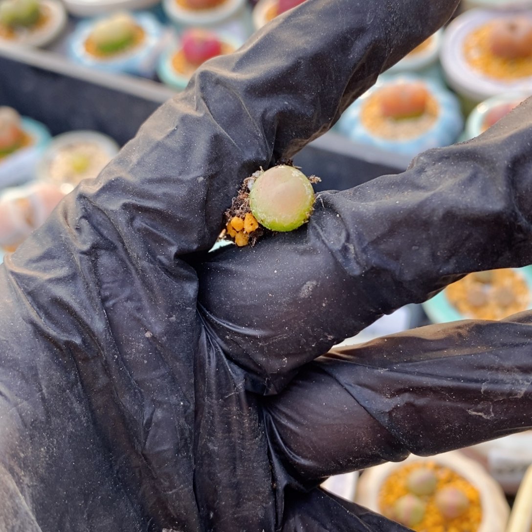 W*5019--一物一拍 种好