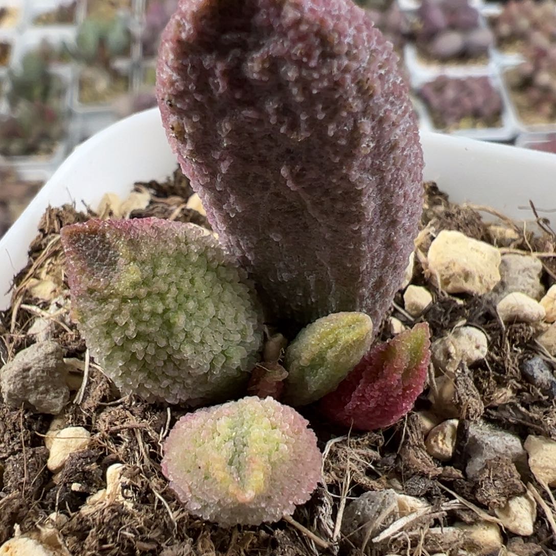 实生底叶苗纹路款多肉植物水泡实生新品