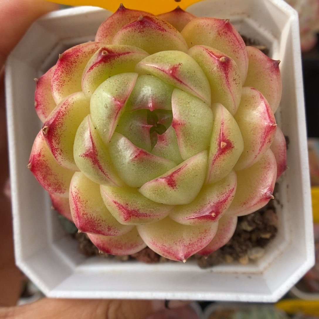 菠萝蜜麦秆881号。   
